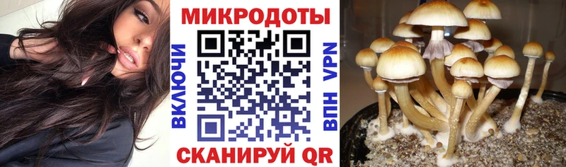 Псилоцибиновые грибы Cubensis  Трёхгорный 